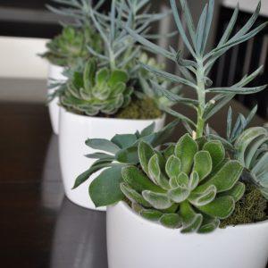 Cute Real Looking Succulent Plant In A White Planter