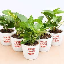 The Gift Tree Personalized Plant Gift Set ? Grow Relationships Naturally