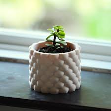 The Gift Tree Mini Desk Plant ? A Touch of Green for Every Workspace