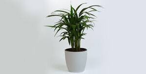 The Gift Tree Premium Areca Palm Indoor Plant ? A Green Gift That Inspires Growth