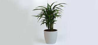 The Gift Tree Premium Areca Palm Indoor Plant ? A Green Gift That Inspires Growth 1 The Gift Tree Premium Areca Palm Indoor Plant ? A Green Gift That Inspires Growth