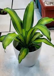 The Gift Tree Premium Indoor Plant Gift ? A Symbol of Growth and Prosperity