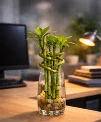 The Gift Tree Lucky Bamboo Plant ? A Symbol of Growth, Prosperity & Good Fortune