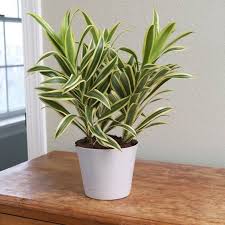The Gift Tree Variegated Indoor Plant ? A Stylish Green Gift for Modern Spaces