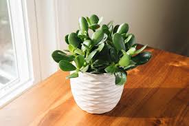 The Gift Tree Jade Plant ? A Symbol of Prosperity & Good Fortune
